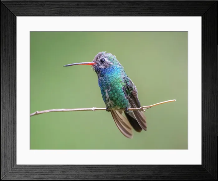 Framed Print : An adult male broad-billed hummingbird (Cynanthus latirostris magicus), Madera Canyon, southern Arizona, Arizona, United States of America, North America Framed Print : An adult male broad-billed hummingbird (Cynanthus latirostris magicus), Madera Canyon, southern Arizona, Arizona, United States of America, North America