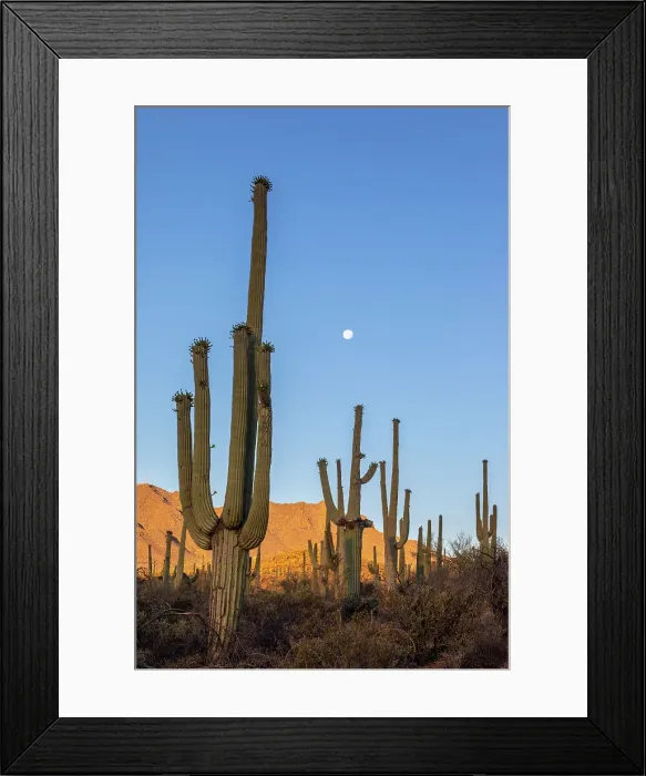 Framed Print : Saguaro cactus (Carnegiea gigantea), photographed under a waning moon in the Sweetwater Preserve, Tucson, Arizona, United States of America, North America Framed Print : Saguaro cactus (Carnegiea gigantea), photographed under a waning moon in the Sweetwater Preserve, Tucson, Arizona, United States of America, North America