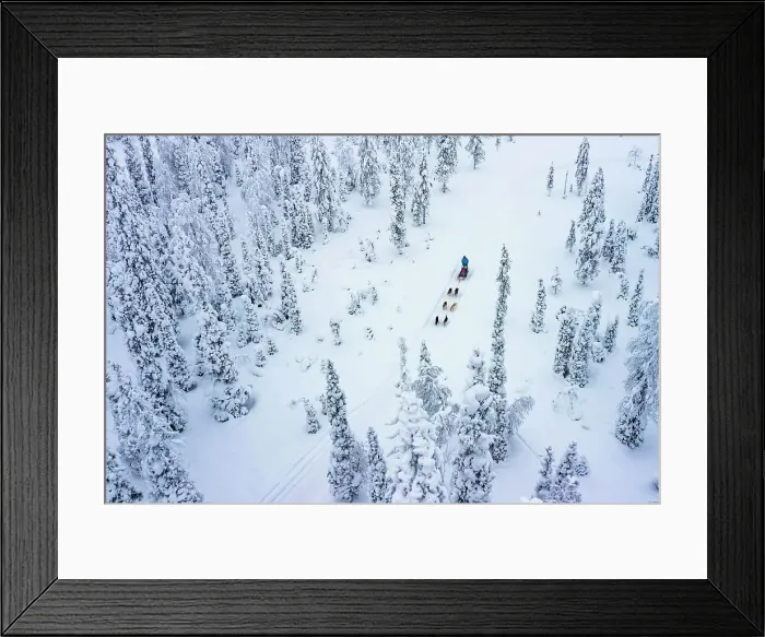 Framed Print : Aerial view of tourists dog sledding in the snowy forest, Lapland, Finland, Europe Framed Print : Aerial view of tourists dog sledding in the snowy forest, Lapland, Finland, Europe