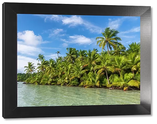 Palm tree grove right at the lagoon, Cocos (Keeling) Islands, Australian Indian Ocean Territory, Australia, Indian Ocean