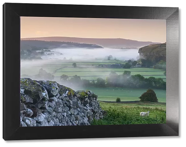 Kilnsey Crag and low lying mist at daybreak in Wharfedale, The Yorkshire Dales, Yorkshire, England, United Kingdom, Europe
