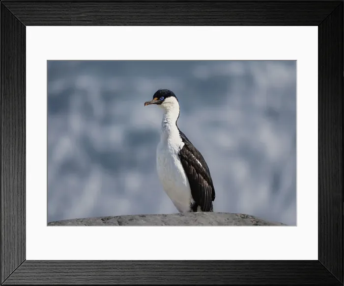 Framed Print : An Antarctic blue-eyed shag (Leucocarbo bransfieldensis), sits atop a rock in the Antarctic peninsula, Antarctica, Polar Regions Framed Print : An Antarctic blue-eyed shag (Leucocarbo bransfieldensis), sits atop a rock in the Antarctic peninsula, Antarctica, Polar Regions