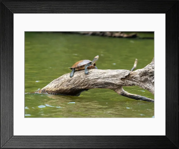 Framed Print : Yellow-spotted Amazon river turtle (Podocnemis unifilis), Lake Sandoval, Tambopata National Reserve, Puerto Maldonado, Madre de Dios, Peru, South America Framed Print : Yellow-spotted Amazon river turtle (Podocnemis unifilis), Lake Sandoval, Tambopata National Reserve, Puerto Maldonado, Madre de Dios, Peru, South America