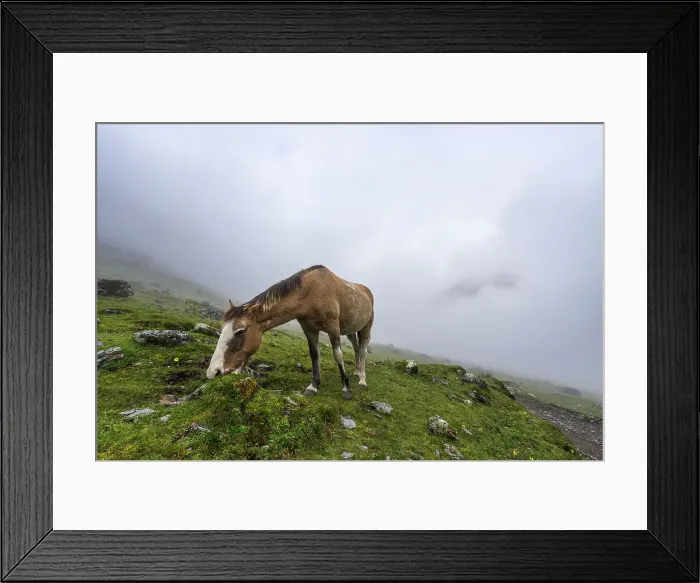 Framed Print : Horse at Soraypampa camping area in foggy weather, Salkantay trek, Mollepata, The Andes, Cusco, Peru, South America Framed Print : Horse at Soraypampa camping area in foggy weather, Salkantay trek, Mollepata, The Andes, Cusco, Peru, South America