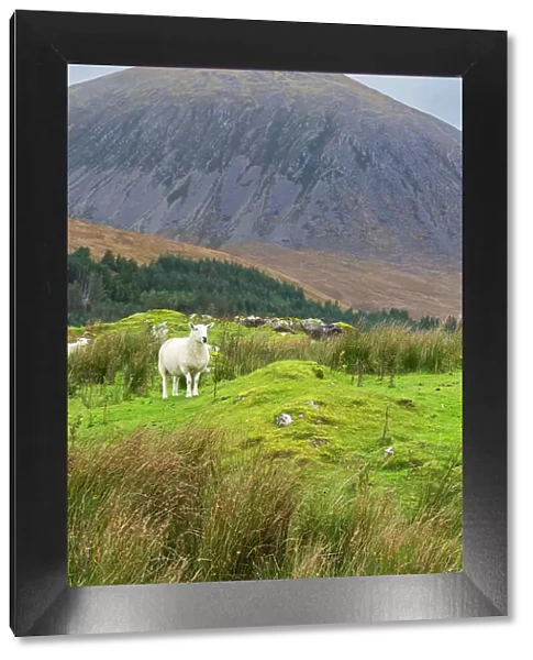 Sheep against mountain, near Torrin, Isle of Skye, Inner Hebrides, Scotland, United Kingdom, Europe