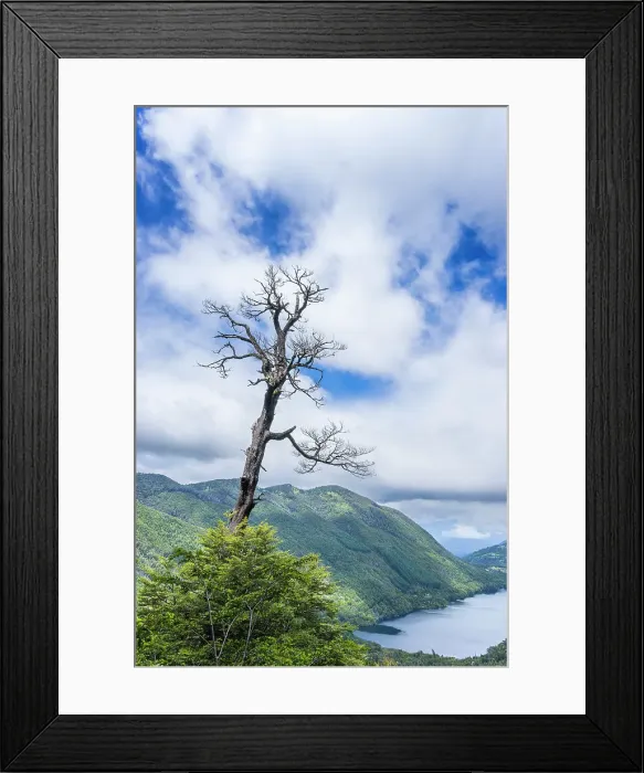 Framed Print : Tree and Tinquilco lake, Huerquehue National Park, Pucon, Chile, South America Framed Print : Tree and Tinquilco lake, Huerquehue National Park, Pucon, Chile, South America