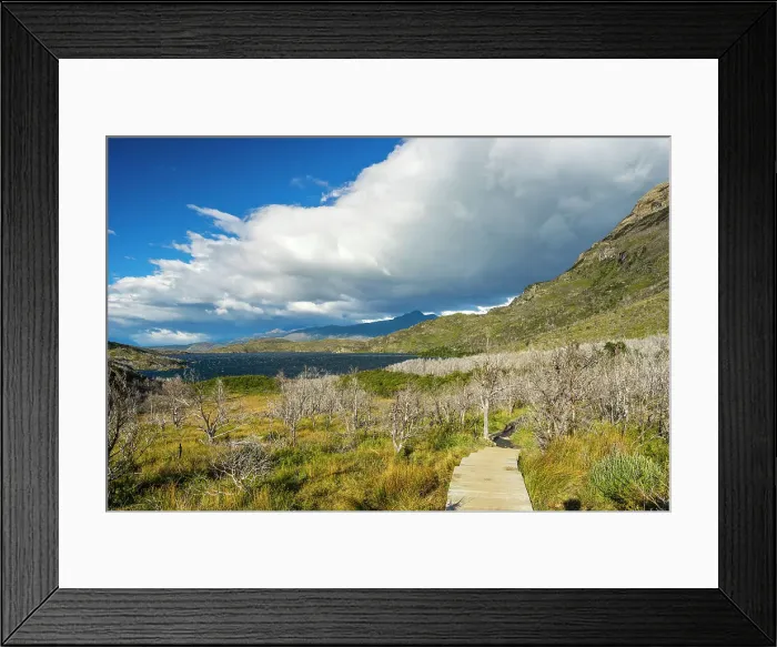 Framed Print : Wooden boardwalk leading to area of barren trees affected by fire, near Refugio Paine Grande, Torres del Paine National Park, Patagonia, Chile, South America Framed Print : Wooden boardwalk leading to area of barren trees affected by fire, near Refugio Paine Grande, Torres del Paine National Park, Patagonia, Chile, South America