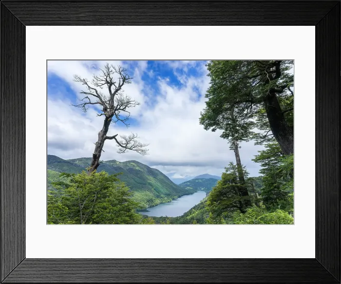 Framed Print : Tree and Tinquilco lake, Huerquehue National Park, Pucon, Chile, South America Framed Print : Tree and Tinquilco lake, Huerquehue National Park, Pucon, Chile, South America