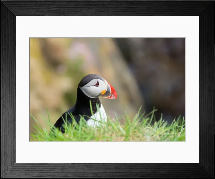 Framed Print : Puffin, Borgarfjardarhhofn, Borgarfjordur, Eastern Iceland, Iceland, Polar Regions Framed Print : Puffin, Borgarfjardarhhofn, Borgarfjordur, Eastern Iceland, Iceland, Polar Regions