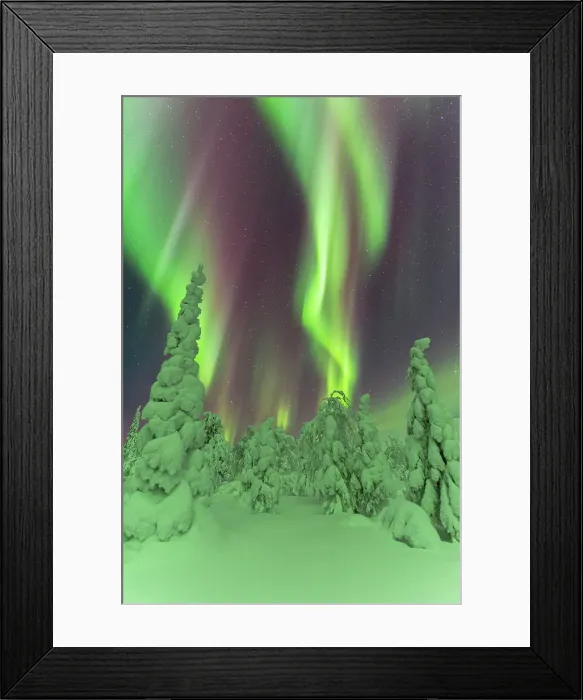 Framed Print : Frozen trees under the dance of the Northern Lights (Aurora Borealis) in a starry night, Pallas-Yllastunturi National Park, Muonio, Lapland, Finland, Europe Framed Print : Frozen trees under the dance of the Northern Lights (Aurora Borealis) in a starry night, Pallas-Yllastunturi National Park, Muonio, Lapland, Finland, Europe