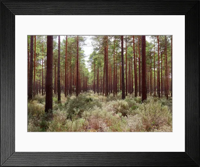 Framed Print : Woodland near Inverness, Northern Scotland, United Kingdom, Europe Framed Print : Woodland near Inverness, Northern Scotland, United Kingdom, Europe