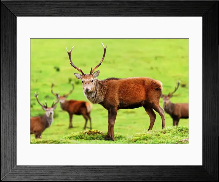 Framed Print : Stag near Loch Ness, Highlands, Scotland, United Kingdom, Europe Framed Print : Stag near Loch Ness, Highlands, Scotland, United Kingdom, Europe