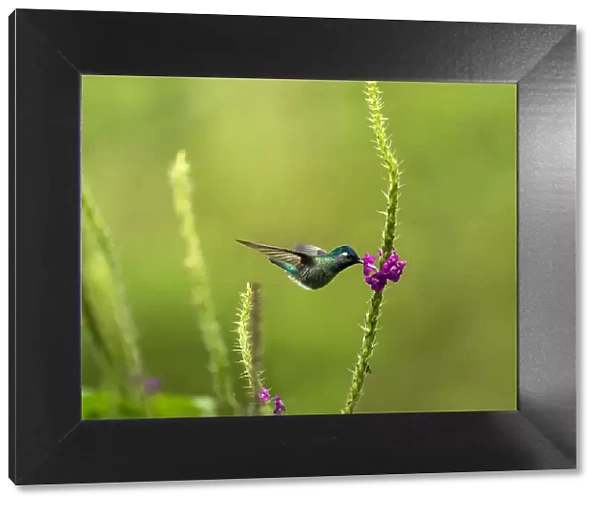 Hummingbird feeds from a rainforest flower, Costa Rica, Central America