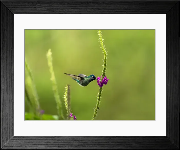 Framed Print : Hummingbird feeds from a rainforest flower, Costa Rica, Central America Framed Print : Hummingbird feeds from a rainforest flower, Costa Rica, Central America