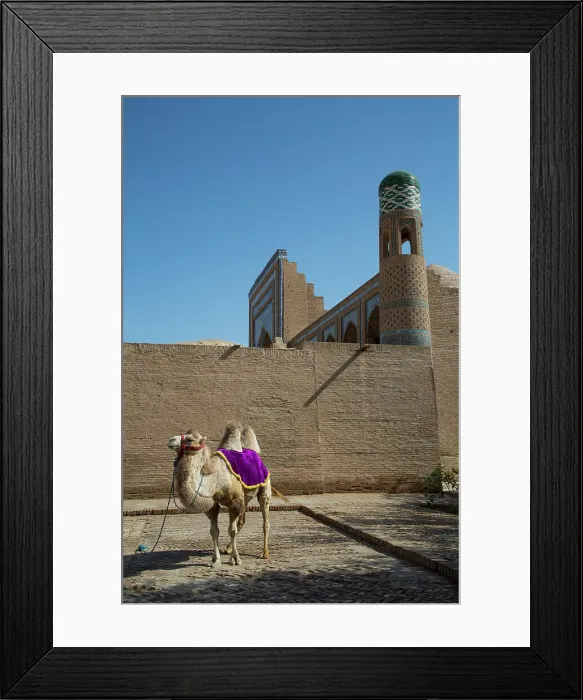 Framed Print : Camel, Ichon Qala (Itchan Kala), UNESCO World Heritage Site, Khiva, Uzbekistan, Central Asia, Asia Framed Print : Camel, Ichon Qala (Itchan Kala), UNESCO World Heritage Site, Khiva, Uzbekistan, Central Asia, Asia