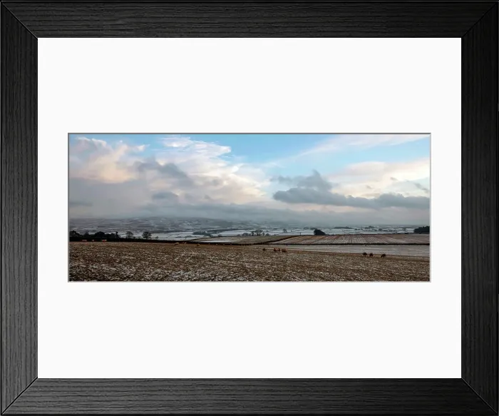 Framed Print : Sheep foraging on frozen fields, Lower Pennines, Eden Valley, Cumbria, England, Unired Kingdom, Europe
