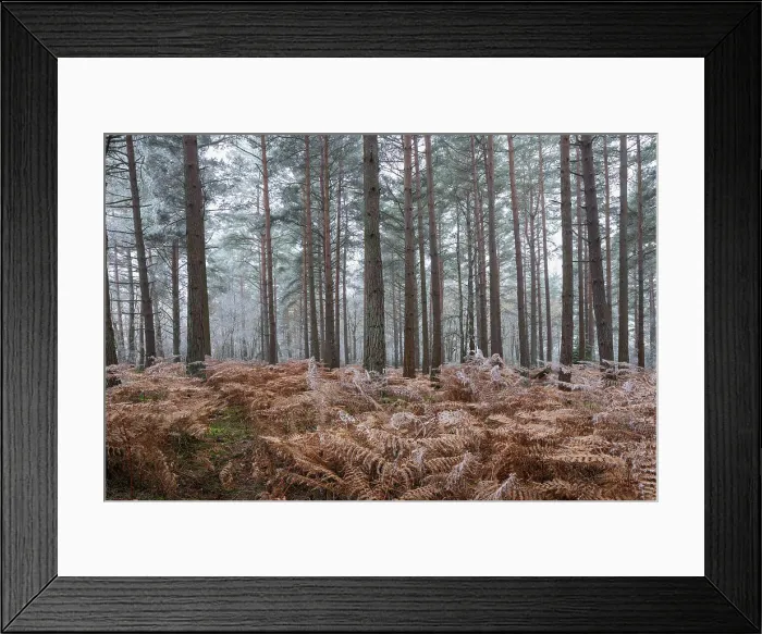 Framed Print : Scots pine (pinus sylvestris) trees and orange bracken in freezing fog, Bucklebury Common, near Newbury, Berkshire, England, United Kingdom, Europe Framed Print : Scots pine (pinus sylvestris) trees and orange bracken in freezing fog, Bucklebury Common, near Newbury, Berkshire, England, United Kingdom, Europe