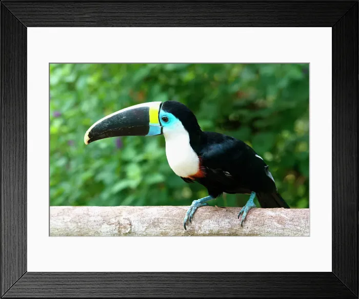 Framed Print : White-throated toucan (Ramphastos tucanus), Manu National Park cloud forest, Peru, South America Framed Print : White-throated toucan (Ramphastos tucanus), Manu National Park cloud forest, Peru, South America