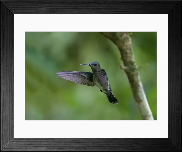 Framed Print : Female white necked Jacobin (Florisuga Mellivora), a type of hummingbird, in flight, Manu National Park cloud forest, Peru, South America Framed Print : Female white necked Jacobin (Florisuga Mellivora), a type of hummingbird, in flight, Manu National Park cloud forest, Peru, South America