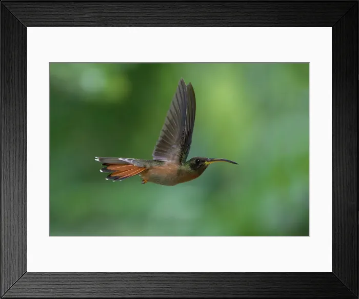Framed Print : Rufous-breasted Hermit (Glaucis hirsutus), a type of hummingbird, in flight, Manu National Park, Peruvian Amazon Cloud Forest, Peru, South America Framed Print : Rufous-breasted Hermit (Glaucis hirsutus), a type of hummingbird, in flight, Manu National Park, Peruvian Amazon Cloud Forest, Peru, South America