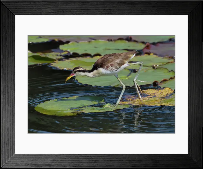Framed Print : Juvenile Wattled Jacana (Jacana jacana) walking on waterlilies leaves, Manu National Park, Peruvian Amazon, Peru, South America Framed Print : Juvenile Wattled Jacana (Jacana jacana) walking on waterlilies leaves, Manu National Park, Peruvian Amazon, Peru, South America