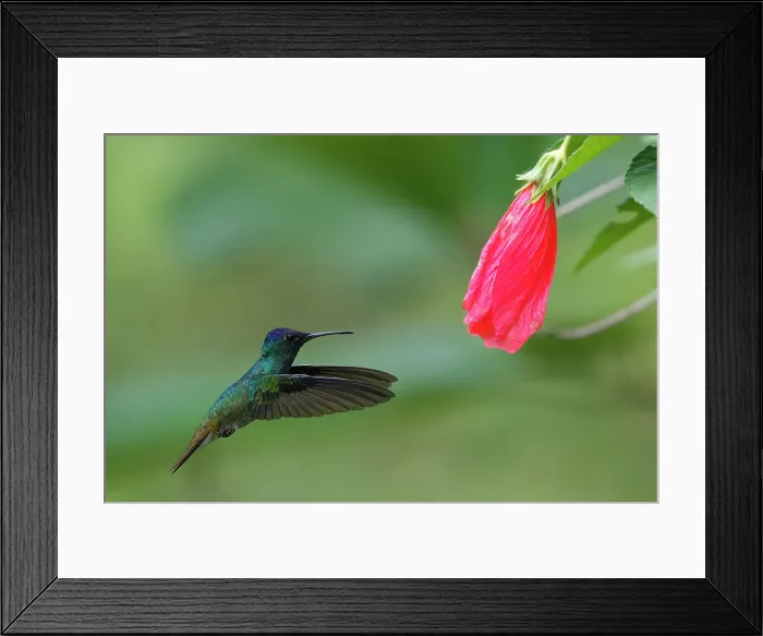 Framed Print : Golden-tailed Sapphire (Chrysuronia oenone) hummingbird in flight, Manu National Park, Peruvian Amazon Cloud Forest, Peru, South America Framed Print : Golden-tailed Sapphire (Chrysuronia oenone) hummingbird in flight, Manu National Park, Peruvian Amazon Cloud Forest, Peru, South America