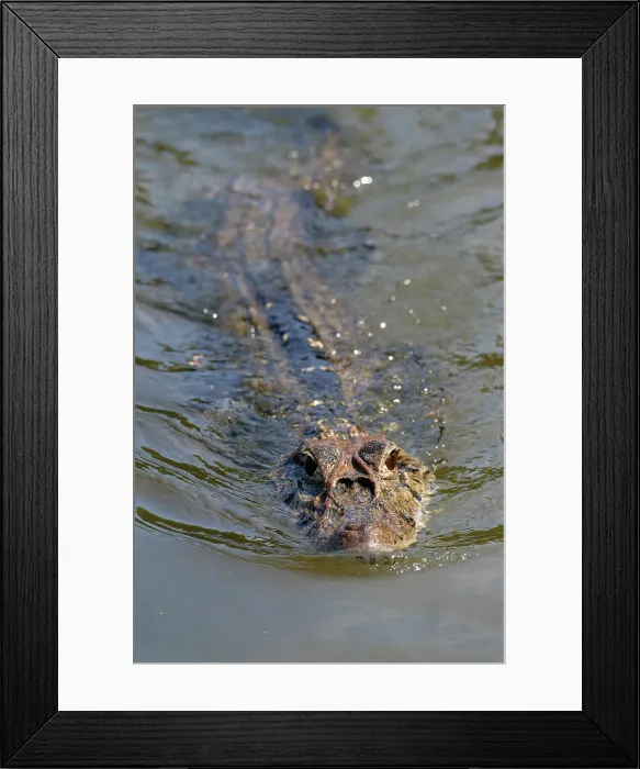 Framed Print : Black caiman (Melanosuchus niger) swimming in the Madre de Dios River, Manu National Park, Peruvian Amazon, Peru, South America Framed Print : Black caiman (Melanosuchus niger) swimming in the Madre de Dios River, Manu National Park, Peruvian Amazon, Peru, South America