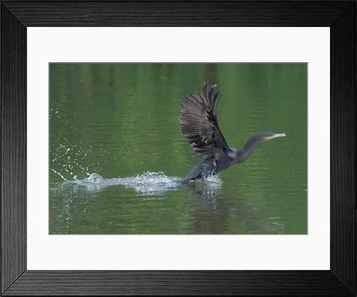 Framed Print : Neotropical Cormorant (Phalacrocorax brasilianus) taking off from water, Manu National Park, Peruvian Amazon, Peru, South America Framed Print : Neotropical Cormorant (Phalacrocorax brasilianus) taking off from water, Manu National Park, Peruvian Amazon, Peru, South America