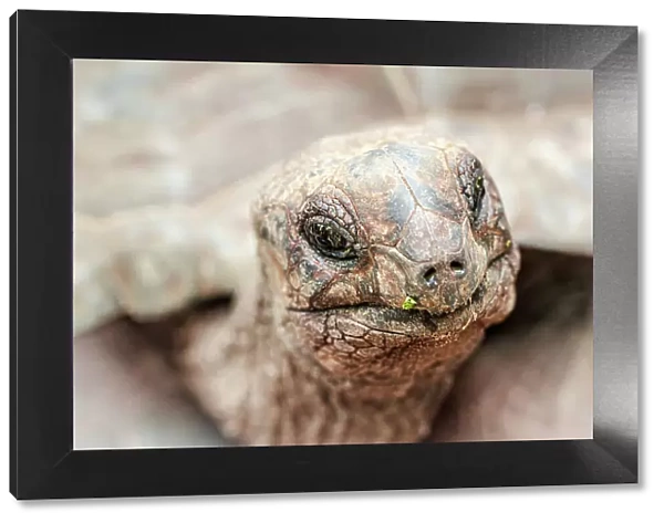 Head of a giant tortoise, Prison Island, Zanzibar, Tanzania, East Africa, Africa