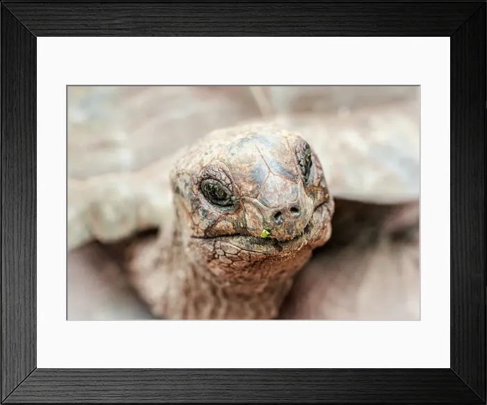 Framed Print : Head of a giant tortoise, Prison Island, Zanzibar, Tanzania, East Africa, Africa Framed Print : Head of a giant tortoise, Prison Island, Zanzibar, Tanzania, East Africa, Africa