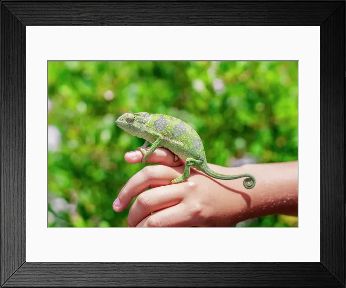Framed Print : Colorful chameleon resting on a little boy's hand, Zanzibar, Tanzania, East Africa, Africa Framed Print : Colorful chameleon resting on a little boy's hand, Zanzibar, Tanzania, East Africa, Africa
