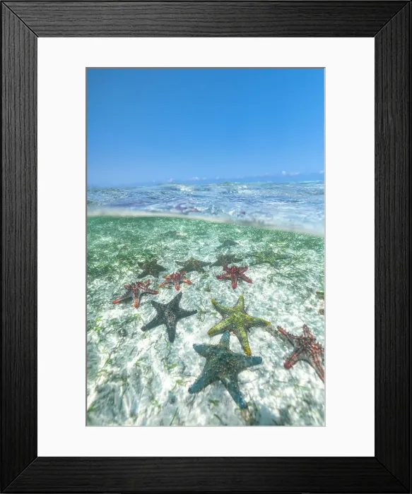 Framed Print : Exotic starfish under the breaking waves in the transparent water of the Indian Ocean, Zanzibar, Tanzania, East Africa, Africa Framed Print : Exotic starfish under the breaking waves in the transparent water of the Indian Ocean, Zanzibar, Tanzania, East Africa, Africa