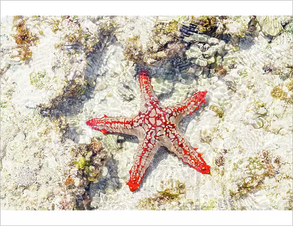 Close up of starfish on coral reef, Zanzibar, Tanzania, East Africa, Africa