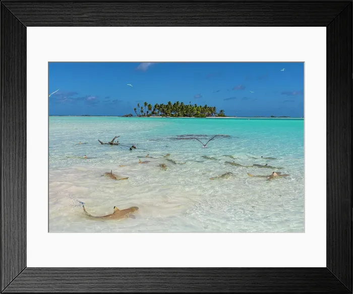 Framed Print : Black tipped reef sharks in the Blue Lagoon, Rangiroa atoll, Tuamotus, French Polynesia, South Pacific, Pacific Framed Print : Black tipped reef sharks in the Blue Lagoon, Rangiroa atoll, Tuamotus, French Polynesia, South Pacific, Pacific