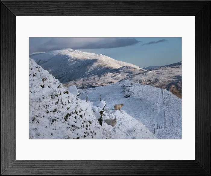 Framed Print : Welsh Mountain Sheep backed by Moel Siabod and the Moelwynion mountain range in winter, Snowdonia National Park, Eryri, North Wales, United Kingdom, Europe Framed Print : Welsh Mountain Sheep backed by Moel Siabod and the Moelwynion mountain range in winter, Snowdonia National Park, Eryri, North Wales, United Kingdom, Europe