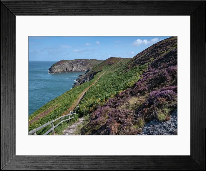 Framed Print : Purple Heather on the Anglesey Coast Path in summer, near Cemaes, Anglesey, North Wales, United Kingdom, Europe Framed Print : Purple Heather on the Anglesey Coast Path in summer, near Cemaes, Anglesey, North Wales, United Kingdom, Europe