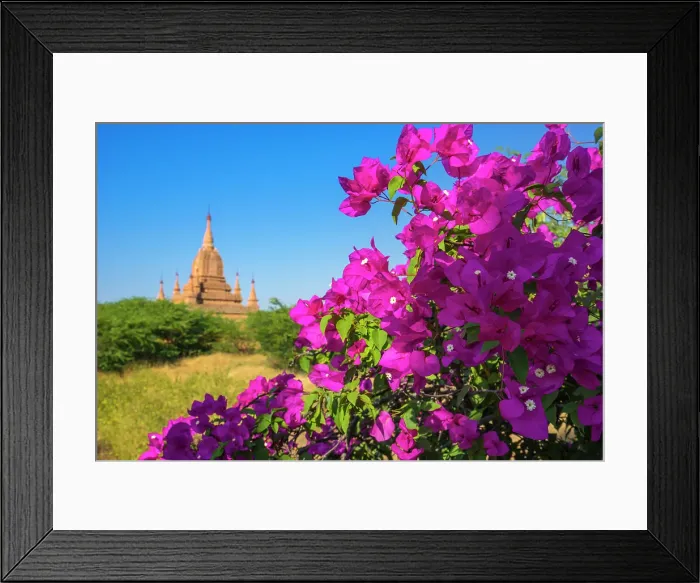 Framed Print : Purple flower of bougainvillea with pagoda in background, Old Bagan (Pagan), UNESCO World Heritage Site, Myanmar (Burma), Asia Framed Print : Purple flower of bougainvillea with pagoda in background, Old Bagan (Pagan), UNESCO World Heritage Site, Myanmar (Burma), Asia