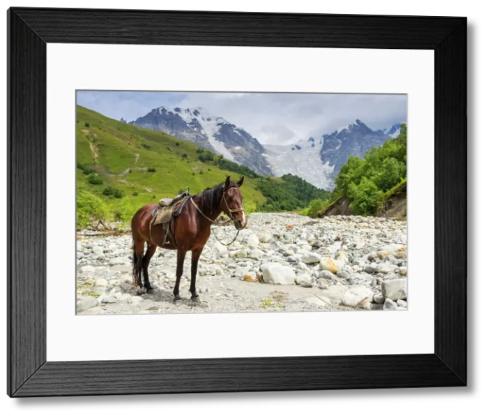 Framed Print : Horse standing by Adishchala River with Tetnuldi mountain peak in the background, Svaneti mountains, Caucasian mountains, Georgia, Central Asia, Asia Framed Print : Horse standing by Adishchala River with Tetnuldi mountain peak in the background, Svaneti mountains, Caucasian mountains, Georgia, Central Asia, Asia