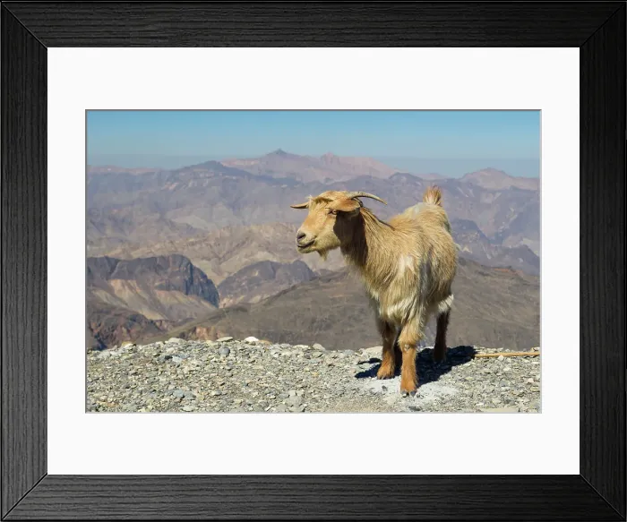 Framed Print : Goat with Al Hajar Mountains (Oman Mountains) in the background, close to Jebel Shams Canyon, Oman, Middle East Framed Print : Goat with Al Hajar Mountains (Oman Mountains) in the background, close to Jebel Shams Canyon, Oman, Middle East