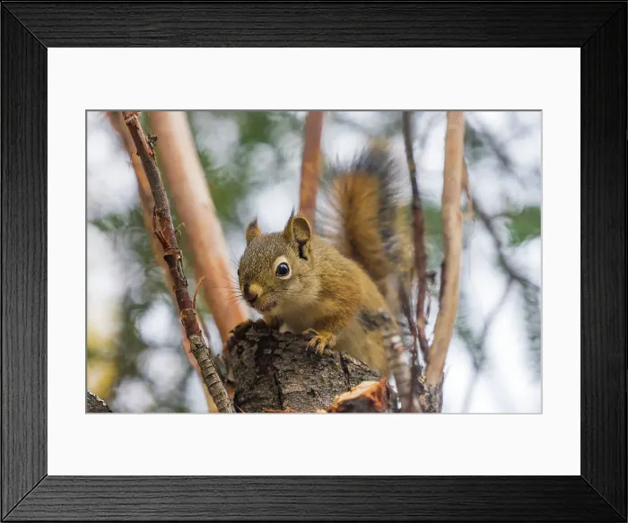 Framed Print : American red squirrel (Tamiasciurus hudsonicus) on tree, Tolsona, Alaska, United States of America, North America Framed Print : American red squirrel (Tamiasciurus hudsonicus) on tree, Tolsona, Alaska, United States of America, North America