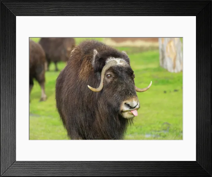 Framed Print : Captive muskox (Ovibos moschatus), Alaska Wildlife Conservation Center, Girlwood, Alaska, United States of America, North America Framed Print : Captive muskox (Ovibos moschatus), Alaska Wildlife Conservation Center, Girlwood, Alaska, United States of America, North America