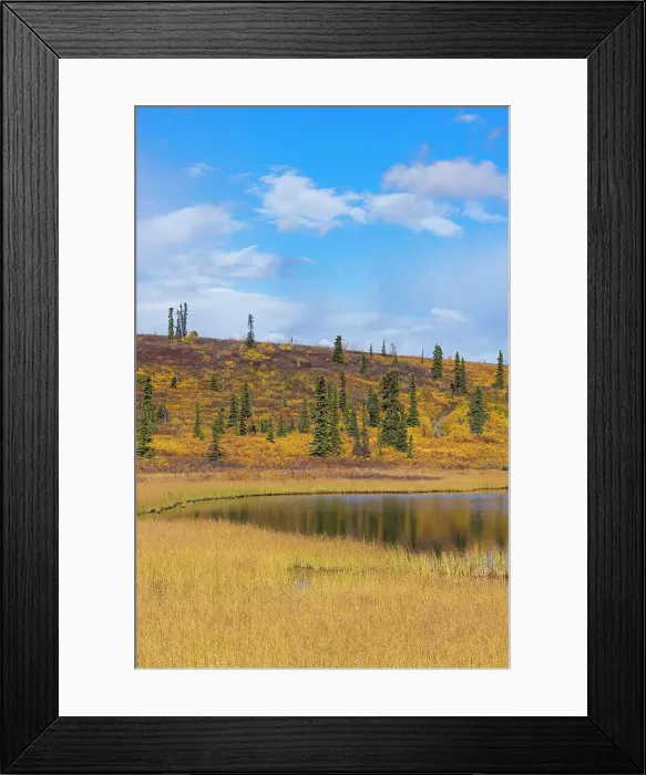 Framed Print : Lake with grass and trees in autumn, Glenallen Hwy, Alaska, United States of America, North America
