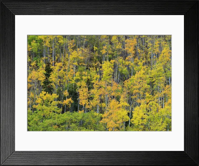 Framed Print : Yellow birch trees in autumn, near Chickaloon, Alaska, United States of America, North America Framed Print : Yellow birch trees in autumn, near Chickaloon, Alaska, United States of America, North America