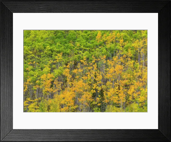 Framed Print : Yellow and green birch trees in autumn, near Chickaloon, Alaska, United States of America, North America Framed Print : Yellow and green birch trees in autumn, near Chickaloon, Alaska, United States of America, North America