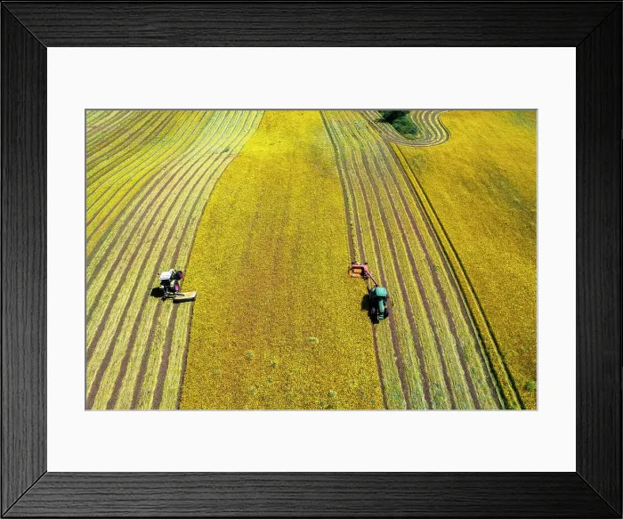 Framed Print : Bird's eye view of two combined tractors mowing a yellow meadow in two different rows, Italy, Europe Framed Print : Bird's eye view of two combined tractors mowing a yellow meadow in two different rows, Italy, Europe