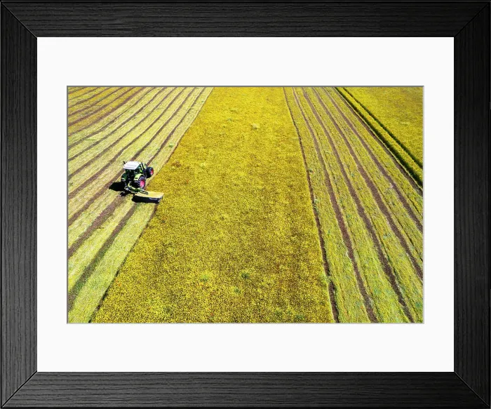 Framed Print : Drone shot of tractor with mower mowing grasses on agricultural field during a summer day, Italy, Europe