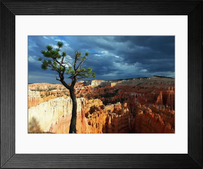 Framed Print : Bristlecone pine tree near Sunset Point, Bryce Canyon, Utah, United States of America, North America Framed Print : Bristlecone pine tree near Sunset Point, Bryce Canyon, Utah, United States of America, North America