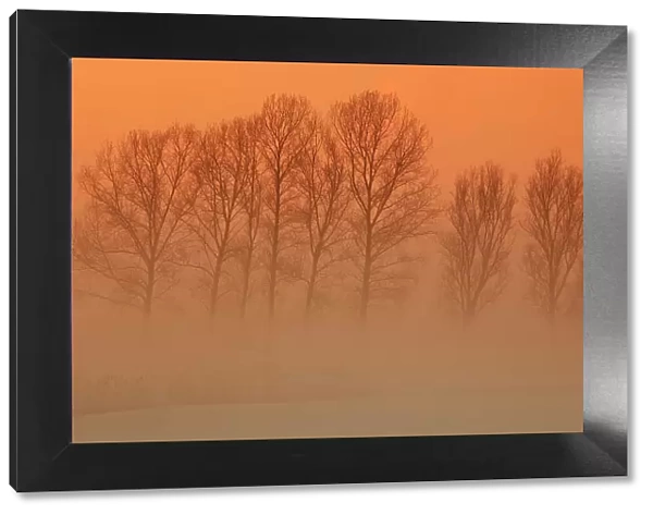 Trees in freezing mist, The Fens, Norfolk, England, United Kingdom, Europe