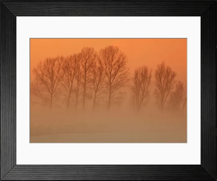Framed Print : Trees in freezing mist, The Fens, Norfolk, England, United Kingdom, Europe Framed Print : Trees in freezing mist, The Fens, Norfolk, England, United Kingdom, Europe