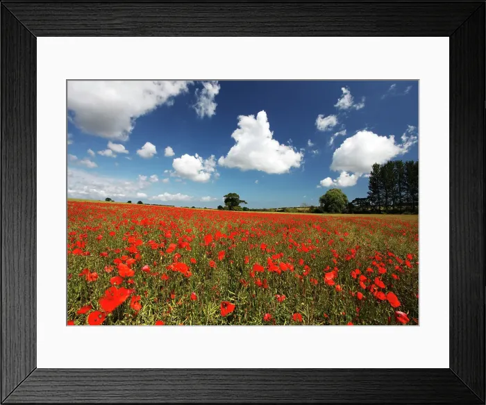 Framed Print : Poppies in field near Binham and Holt, North Norfolk, England, United Kingdom, Europe Framed Print : Poppies in field near Binham and Holt, North Norfolk, England, United Kingdom, Europe